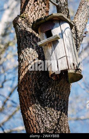 Vecchia casa degli uccelli in legno rotta su un albero, in un giorno di primavera. Il concetto di aiutare gli uccelli. Foto Stock