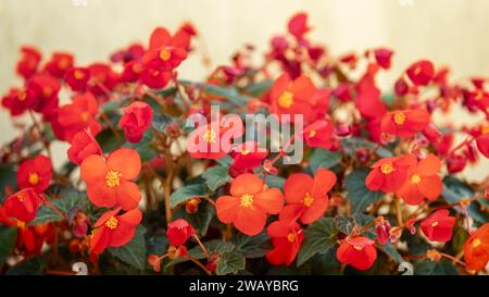 Begonia x semperflorens-cultorum. Bellissimi fiori rossi con riflessi gialli su sfondo giallo. Foto Stock