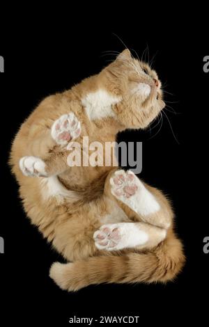 Ritratto di un bellissimo gatto flessibile dal basso su vetro, su sfondo nero. Foto Stock