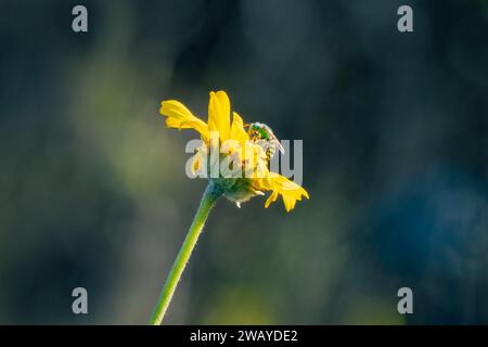 Un'ape sudore (Agapostemon) si trova su un fiore giallo in un giardino a Los Angles, California USA Foto Stock
