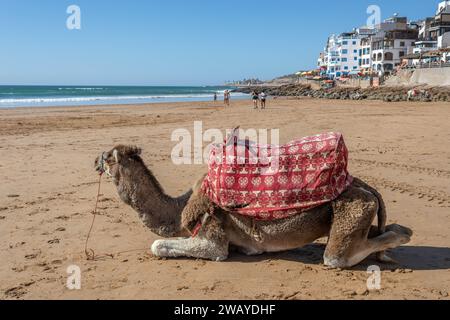 Un cammello seduto sulla spiaggia con l'Oceano Atlantico e gli edifici sul fronte spiaggia sullo sfondo, Taghazout, Marocco Foto Stock