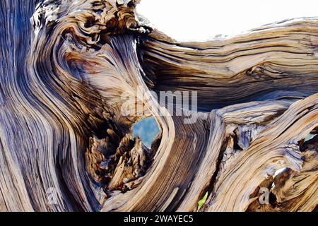 Bella macina di radici di alberi essiccate e i loro motivi unici Foto Stock