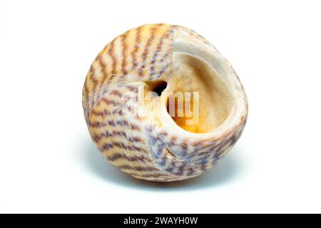 Primo piano della parte inferiore di un piccolo guscio della famiglia umbonium di molluschi gasteropodi marini, chiamati Button Top, isolati su uno sfondo bianco. Foto Stock