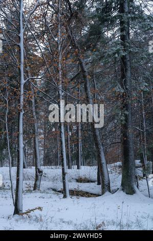 Immagine verticale di alberi alti in una foresta invernale. Foto Stock