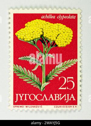 Achillea clypeolata «Moonshine Yarrow» — Jugoslavia Stamp 1958 Foto Stock