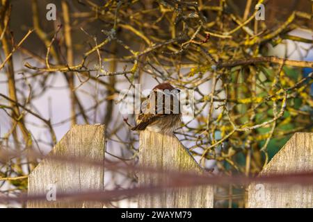 Passer montanus famiglia Passeridae genere Passer passero passero erasiatico passero tedesco Foto Stock