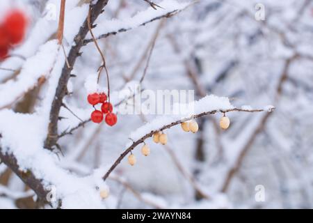Viburnum rosso congelato commestibile e bacche di roccia gialla alias hippophae rhamnoides su un cespuglio ricoperto di neve in inverno Foto Stock