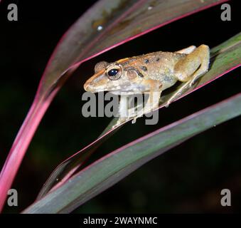 Rana rapinatrice di Fitzinger (Craugastor fitzingeri) sulle piante di notte, Laguna del Lagarto Eco Lodge, Boca Tapada, Alajuela, Costa Rica. Foto Stock