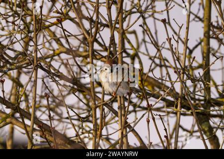 Passer montanus famiglia Passeridae genere Passer passero passero erasiatico passero tedesco Foto Stock