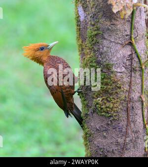 Picchio castagno (Celeus castaneus) femmina su tronco d'albero, Laguna del Lagarto Eco Lodge, Boca Tapada, Alajuela, Costa Rica. Foto Stock