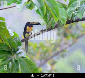 Aracari con colletto (Pteroglossus torquatus) che cercano di nascondersi dalla pioggia nella foresta pluviale, Laguna del Lagarto Eco Lodge, Alajuela, Costa Rica Foto Stock