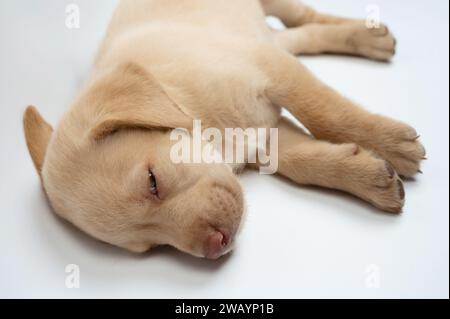 Cucciolo Sleeping labrador di colore marrone su sfondo bianco dello studio Foto Stock