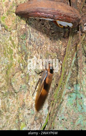 Foresta pluviale gigante Cockroach (Blaberus giganticus) su tronco d'albero, stazione biologica la Selva, provincia di Heredia, Costa Rica. Foto Stock