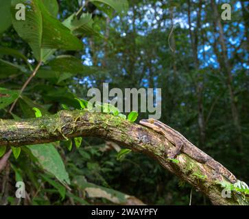 Gecko dalla coda di rapa (Thecadactylus rapicauda) nella foresta pluviale, stazione biologica la Selva, provincia di Heredia, Costa Rica. Foto Stock