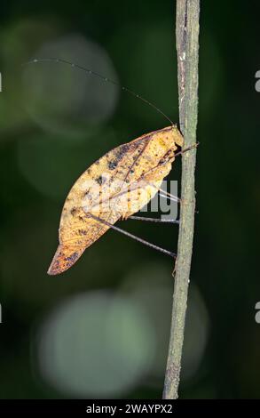Katydid (Orophus tesselatus) che imita le foglie morte nella foresta pluviale, la Selva Biological Station, Heredia Province, Costa Rica. Foto Stock