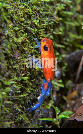 Blue Jeans o Strawberry Poison Dart Frog (Oophaga pumilio) sul tronco di alberi morti, la Selva Biological Station, Heredia Province, Costa Rica. Foto Stock