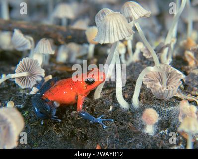 Blue Jeans o Strawberry Poison Dart Frog (Oophaga pumilio) tra piccoli funghi sul pavimento della foresta pluviale, la stazione la Selva, Heredia, Costa Rica Foto Stock