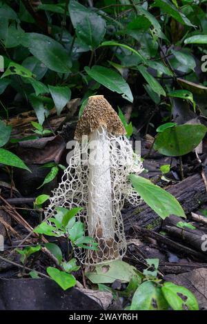 Fungo da dama velata o stinkhorn (Phallus indusiatus) nel pavimento della foresta pluviale, Parco Nazionale Cahuita, Provincia di Limon, Costa Rica. Foto Stock