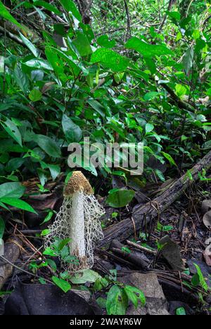 Fungo da dama velata o stinkhorn (Phallus indusiatus) nel pavimento della foresta pluviale, Parco Nazionale Cahuita, Provincia di Limon, Costa Rica. Foto Stock