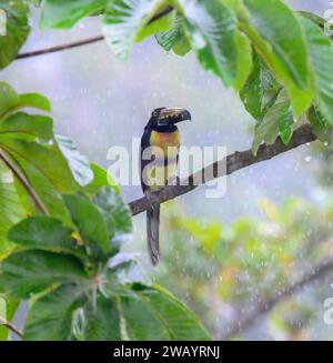 Aracari collati (Pteroglossus torquatus) che cercano di nascondersi dalla pioggia nella foresta pluviale, Laguna del Lagarto Eco Lodge, Boca Tapada, Alajuela, Costa Ri Foto Stock