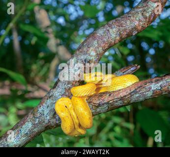 vipera di palma ciglia (Bothriechis schlegelii) avvolto intorno al ramo degli alberi nella foresta pluviale, Parco Nazionale di Cahuita, Provincia di Limon, Costa Rica. Foto Stock
