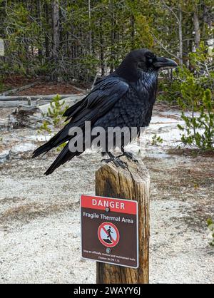 Raven su un cartello di avvertimento termico a Yellowstone Foto Stock