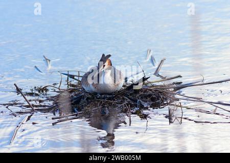 Grande grebe crested sul nido (Podiceps cristate) Foto Stock