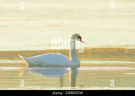 Cigno muto in bella luce arancione (Cygnus olor), uccello selvatico che nuota sullo stagno al tramonto Foto Stock