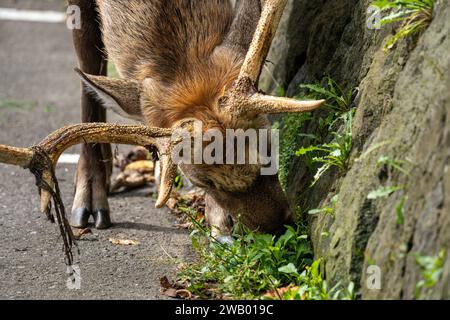 cervi sika maschi che pascolano lungo un muro di pietra a hokkaido in giappone Foto Stock