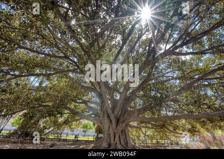 Sunburst attraverso la tettoia di un albero di Banyan a Siviglia, in Spagna Foto Stock