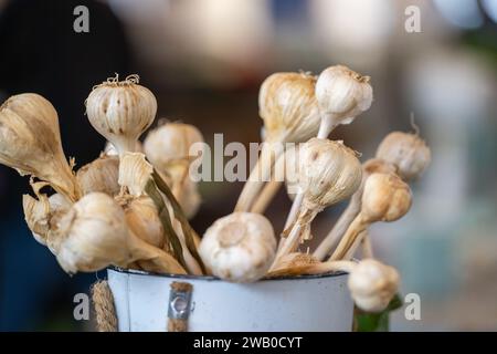 Grandi bulbi di aglio crudo in un contenitore rotondo. I bulbi si asciugano dopo essere stati raccolti con le loro lunghe e sottili radici alla fine della verdura. Foto Stock