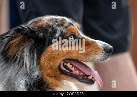 Un primo piano di un cucciolo di pastore australiano o australiano con la bocca aperta e la lunga lingua rosa che si stende fuori. Il cane ha pelliccia marrone, grigia e bianca. Foto Stock