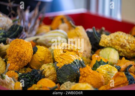 Un cestino rotondo in vimini di zucche dai colori vivaci. Le verdure sono arancioni, gialle e verdi. La carne sulla zucca decorativa è macchiata. Foto Stock