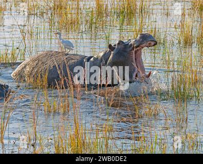 Angry Hippo Giving a Warning nel fiume Chobe in Botswana Foto Stock
