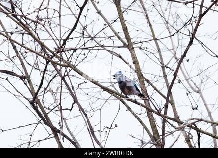 Uccello Blue jay arroccato sulla cima di un albero che chiama Foto Stock