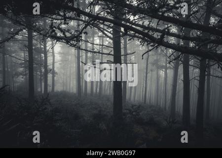 Crocker Grove ospita i più grandi e antichi alberi di Monterey Cypress esistenti. Prende il nome da Charles Crocker, il barone responsabile della ferrovia Foto Stock