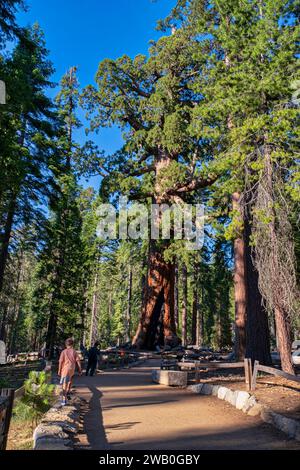 Le sequoie giganti sono la terza specie di alberi più longeva del pianeta. Gli unici alberi che vivono più a lungo sono i pini a setole e gli alberi di Alerce. Preso Foto Stock