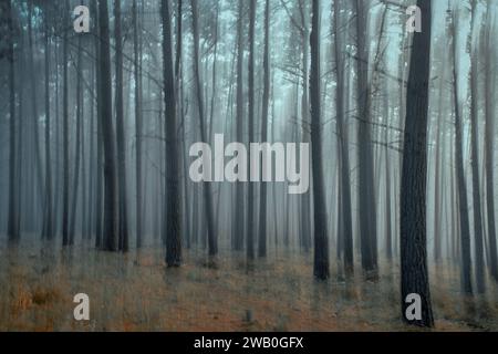 Crocker Grove ospita i più grandi e antichi alberi di Monterey Cypress esistenti. Prende il nome da Charles Crocker, il barone responsabile della ferrovia Foto Stock