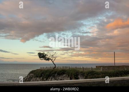 un pino solitario vicino al mare Foto Stock