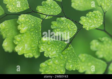 Primo piano di gocce di pioggia pura su foglie di felce verdi con sfondo verde sfocato naturale. Messa a fuoco selettiva. Foto Stock