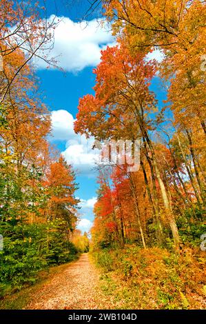 Woodland Trail, Autumn, Brady's Lake, Pocono Mountains, Pennsylvania Foto Stock