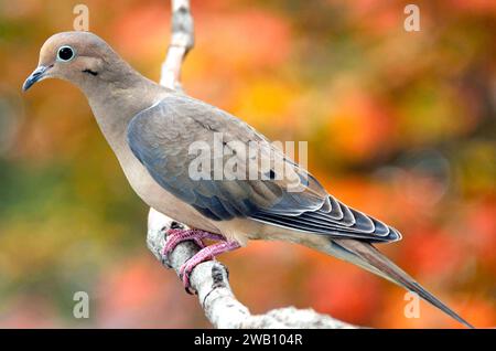 Dove in lutto, appollaiato sul ramo degli alberi in autunno Foto Stock