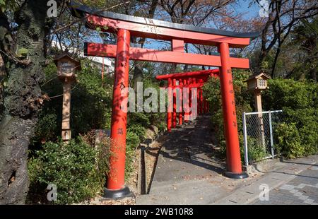 Nagoya, Giappone - 20 novembre 2007: La vista delle luminose porte torii vermiglio presso il ramo di Nagoya del Santuario di Chiyo Inari. Nagoya. Giappone Foto Stock