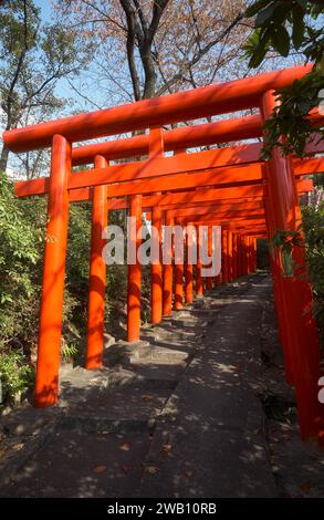 Nagoya, Giappone - 20 novembre 2007: La vista delle luminose porte torii vermiglio presso il ramo di Nagoya del Santuario di Chiyo Inari. Nagoya. Giappone Foto Stock
