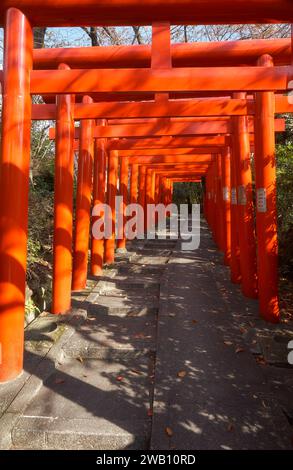 Nagoya, Giappone - 20 novembre 2007: La vista delle luminose porte torii vermiglio presso il ramo di Nagoya del Santuario di Chiyo Inari. Nagoya. Giappone Foto Stock