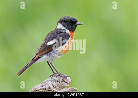 Un uomo africano di pietra (Saxicola torquatus) arroccato su un ramo, in Sudafrica Foto Stock