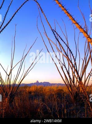 Picco Baboquvari visto attraverso un cortina di piante di Ocotillo a Buenous Aires, National Wildlife Refuge. Arizona Foto Stock