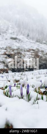 Croci fiori primaverili viola e neve che cade nella zona montuosa. Fiori primaverili sotto la neve primaverile. Foto Stock