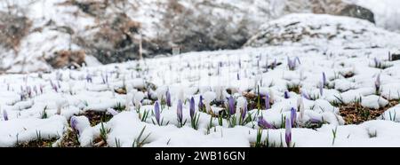 Crocevia sotto la neve. fiori delicati e fiocchi di neve. Fiori primaverili viola e neve cadente.fiori primaverili sotto la neve primaverile.stagione primaverile Foto Stock