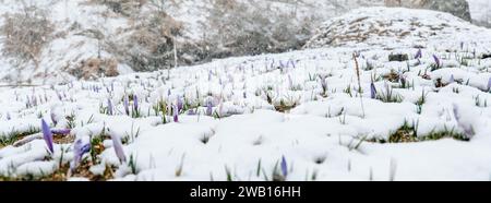 Croci e neve. fiori delicati e fiocchi di neve. Fiori primaverili viola e neve che cade nella zona montuosa. Fiori primaverili sotto la neve primaverile. Foto Stock